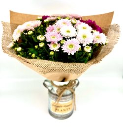 חרציות בכד חלב