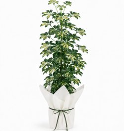 שפלרה מנוקדת (Schefflera arboricola variegata)